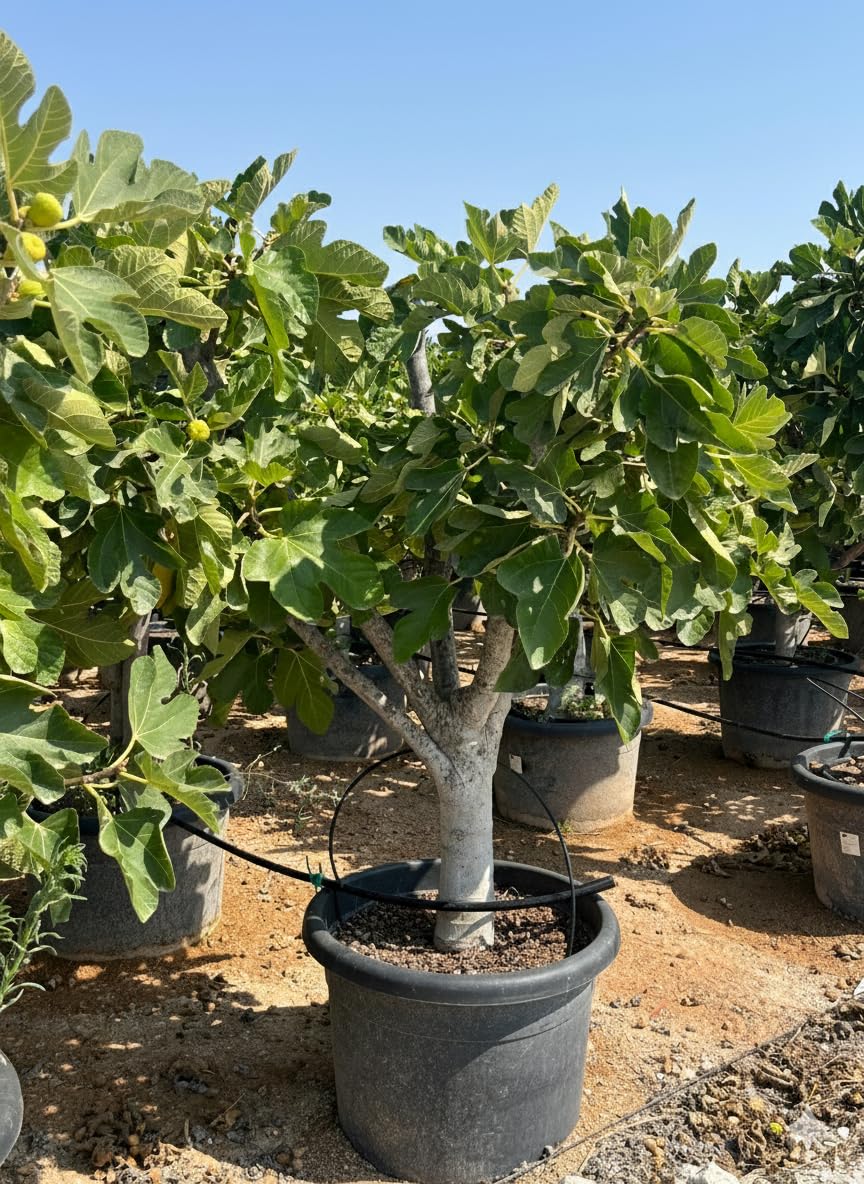 Feigenbaum Calabacita Blanca (Ficus carica), 180 cm