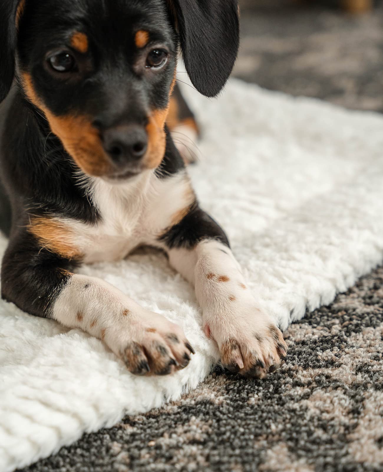 Coperta Reversibile Per Animali Lionto - Lavabile, Isolante 4cm, Taglia S 50x35cm | Per Cani E Gatti - Foto 9