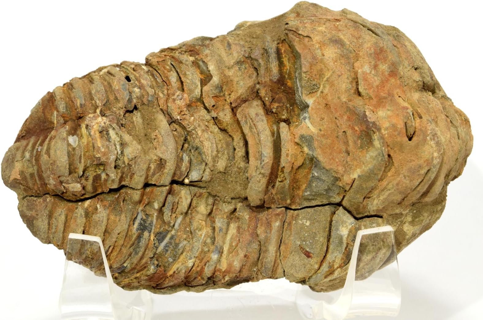 HQRP-Crystal 3" 90g Calymene Trilobite Fossil Natural Fossilized Arthropod Marine Animal Specimen for Biology Science Education & Desk Ornament - Morocco