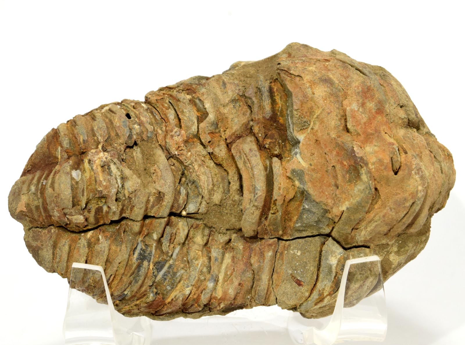 HQRP-Crystal 3" 90g Calymene Trilobite Fossil Natural Fossilized Arthropod Marine Animal Specimen for Biology Science Education & Desk Ornament - Morocco