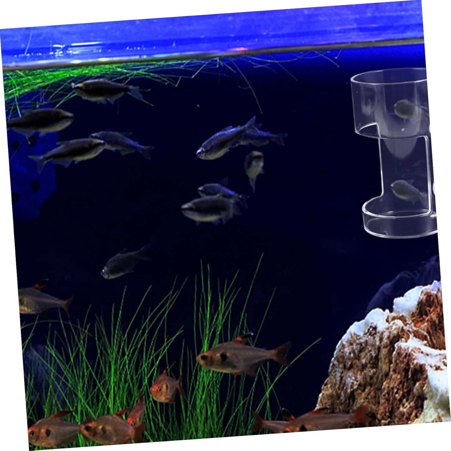 BESPORTBLE 5pcs Floating Fish Feeding for Aquariums Efficiently Distributes Fish Food Cup for Easy Feeding