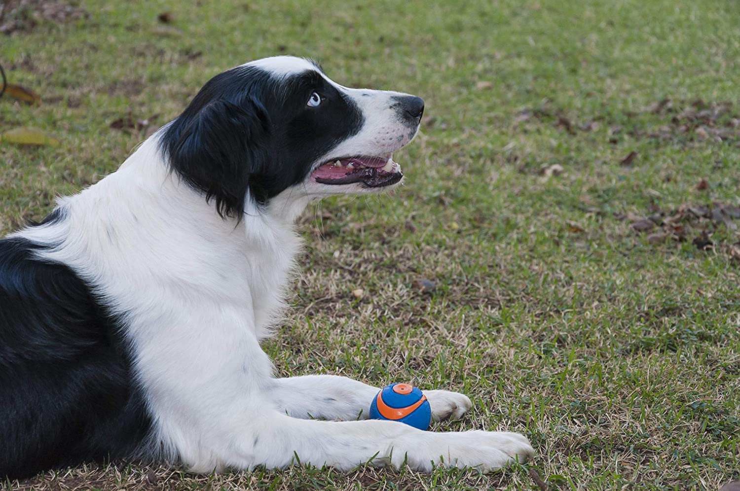 Chuckit! Ultra Squeaker Ball - Juguete Duradero para Perros de Alto Rebote, tamaño Mediano, Paquete de 2 – 3 Unidades