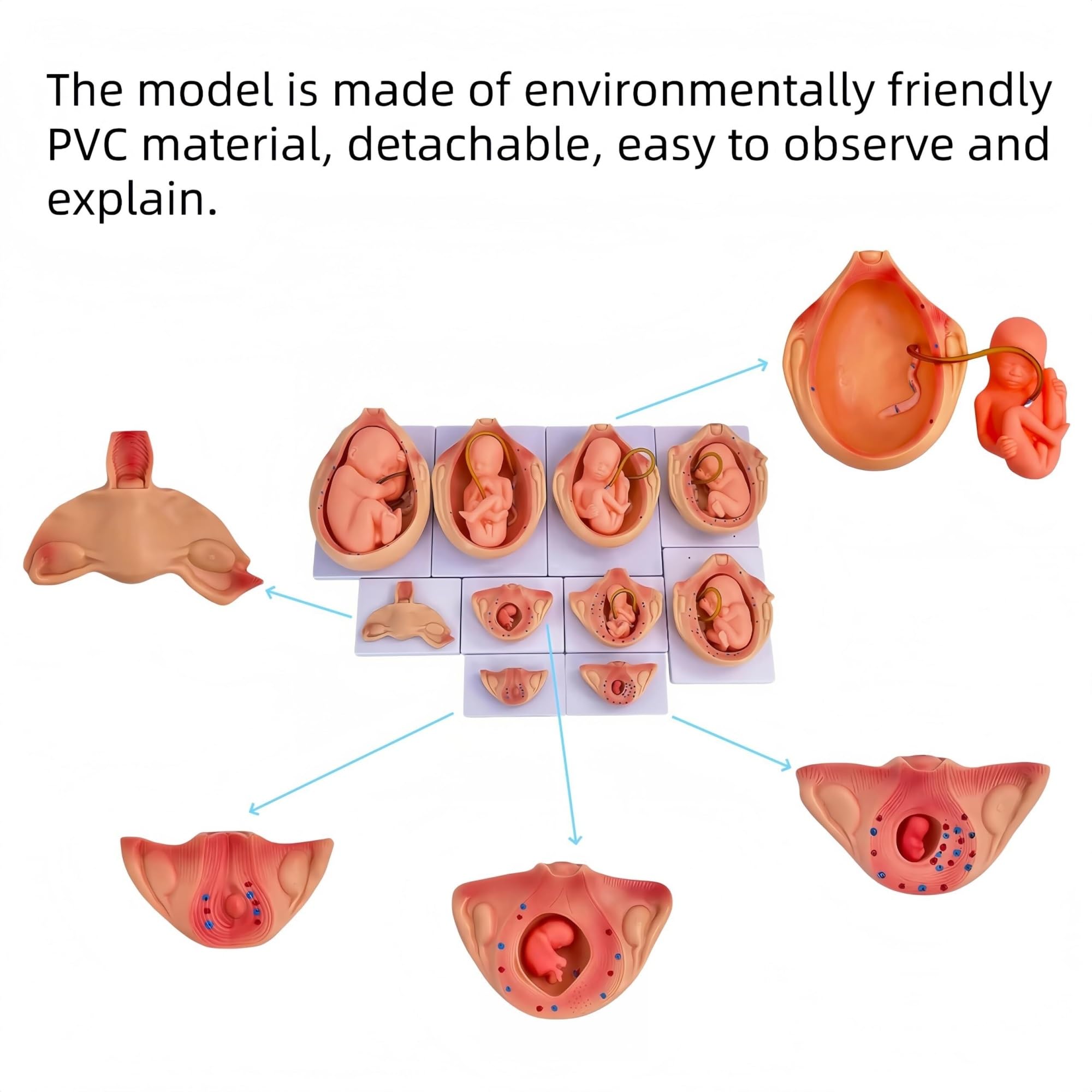 Modello anatomico medico di sviluppo dell'embrione di gravidanza, attrezzatura didattica per studio di educazione medica
