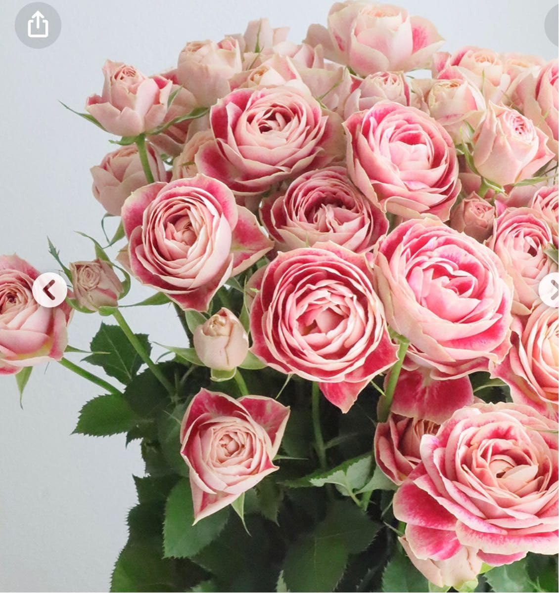 Amazon.co.jp: レア 入手難しい 切り花品種 薔薇苗 (複色) : DIY