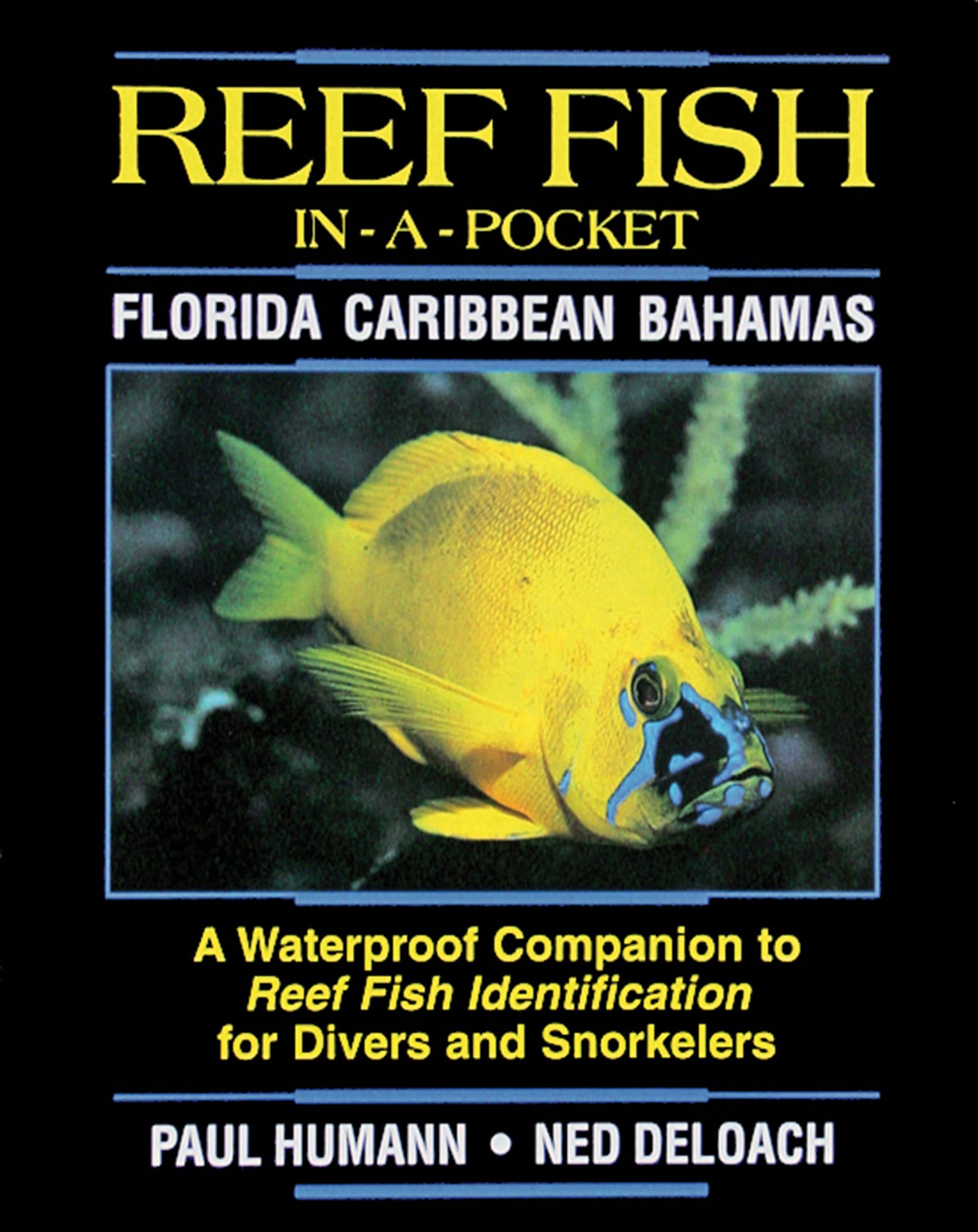 Reef Fish In A Pocket - Florida Caribbean Bahamas