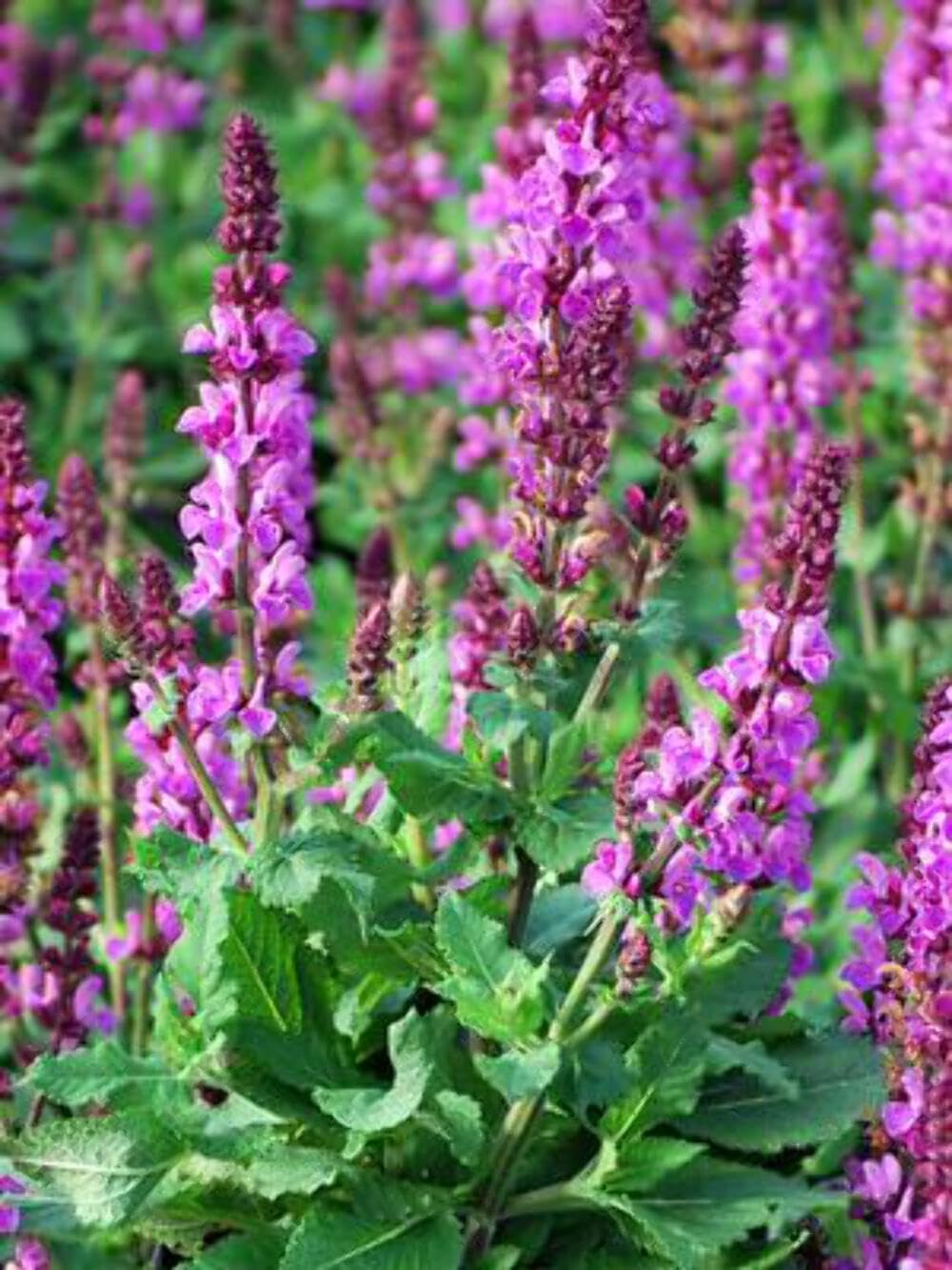 Salvia n. Rose Marvel Meadow Sage Pink Spikes