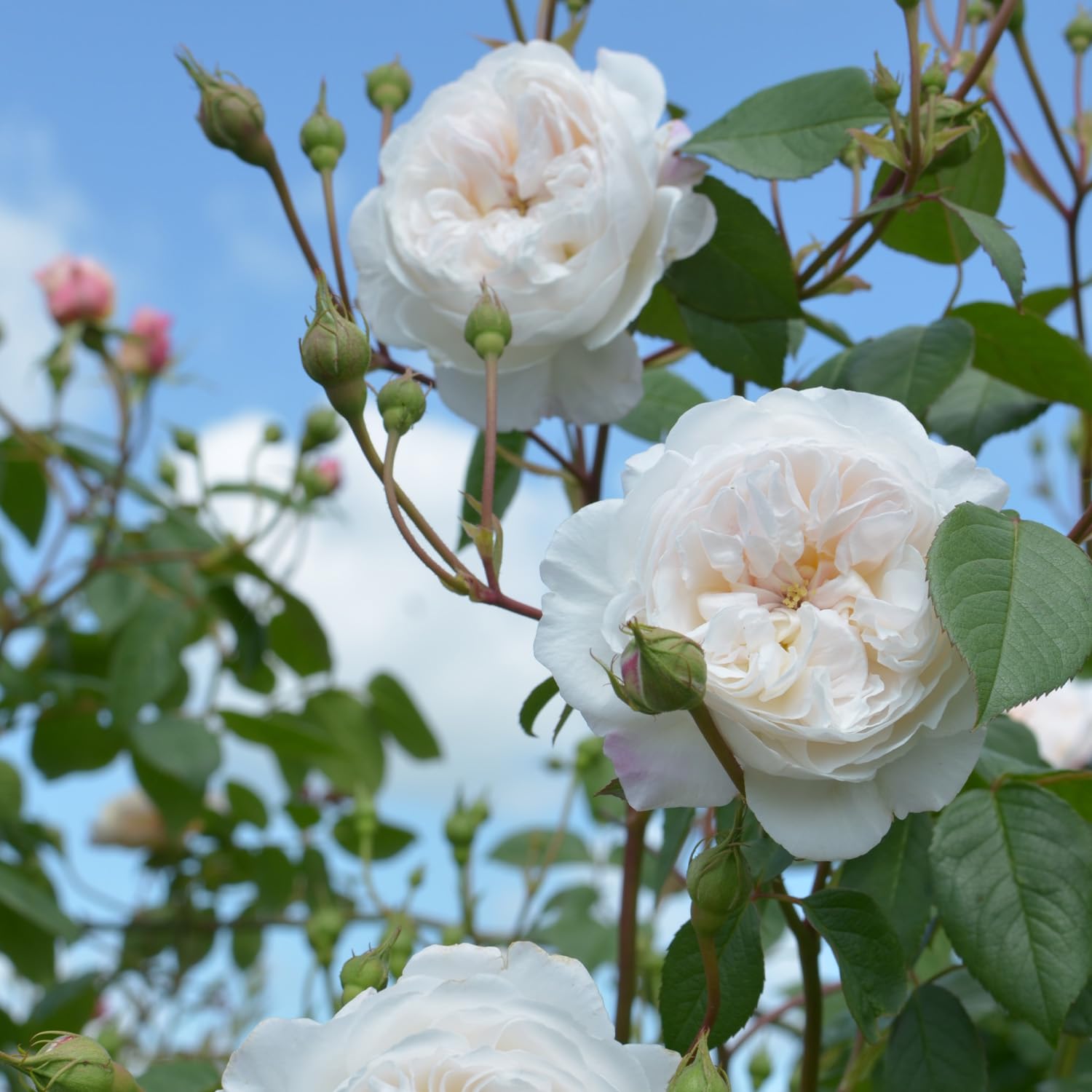 Ramblerrose 'The Albrighton Rambler' von David Austin, ausgezeichnete englische Markenrose, lange Blüte, pflegeleicht, robust und winterhart, Blütezeit Juni bis Oktober, 5 Liter Topf