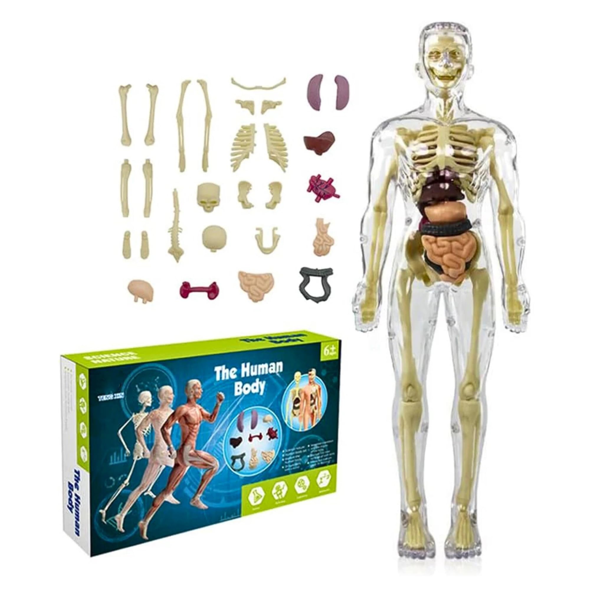 3D Clear Human Body Model for Kids, 29 Anatomy Parts, Human Skeleton Toy and Body Parts Puzzle, STEM Educational Toy for 5+ Years