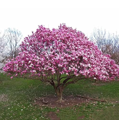 Ann Magnolia Tree/Shrub - 6-12" Tall Seedling - Live Plant/Bush