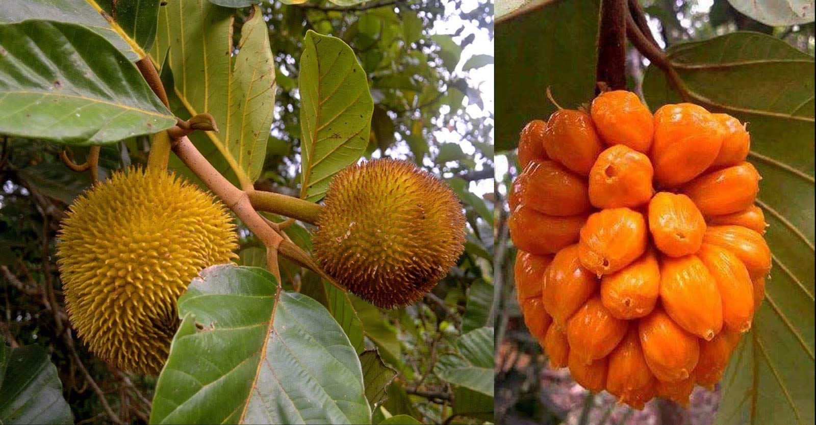 See full amazon price history chart for ROYAL LAND Rare Wild Jackfruit Plant Artocarpus hirsutus, Anjili, 1 Healthy Live Plant ROYAL LAND Rare Wild Jackfruit Plant Artocarpus hirsutus, Anjili, 1 Healthy Live Plant (B083JKNQ1F) Amazon Price History, Amazon Price Tracker