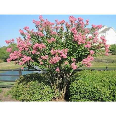 Basham S Party Pink Crape Myrtle