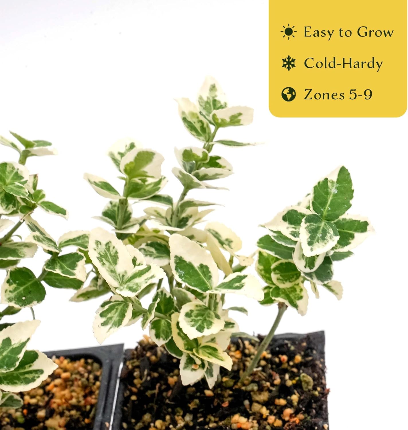 4 Emerald Gaiety Euonymus in 3.5” Nursery Cubes (Euonymus fortunei ‘Emerald Gaiety’) | Dense, Low-Growing Evergreen Shrub with Variegated Green and Cream Foliage | Live Starter Plants