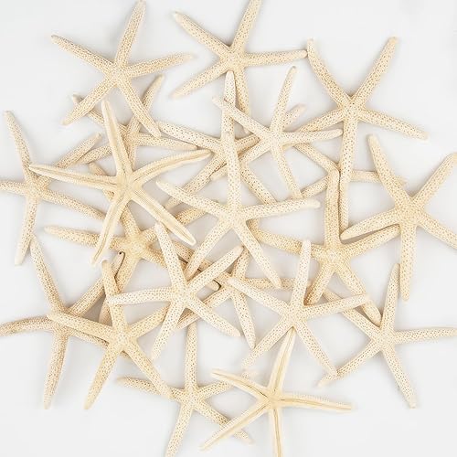 20 PCS Small Starfish for Crafts 2" to 4" Natural