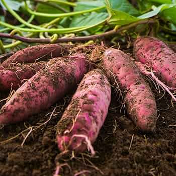 シルクスイート芋苗1000本セール Amazon.co.jp: 【新芋】シルクスイート 10kg 土付き 生芋 (M～2L