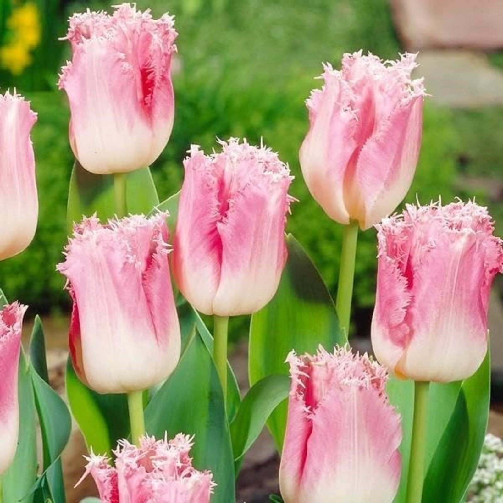 Tulip Bulbs Excellent Display Indoor Perennial,Tulip Tubers UK,Flowering Rhizome,Tulip Bulbs Mix,Greening Flower,Balcony Garden Bulbs.-10Bulbs-C