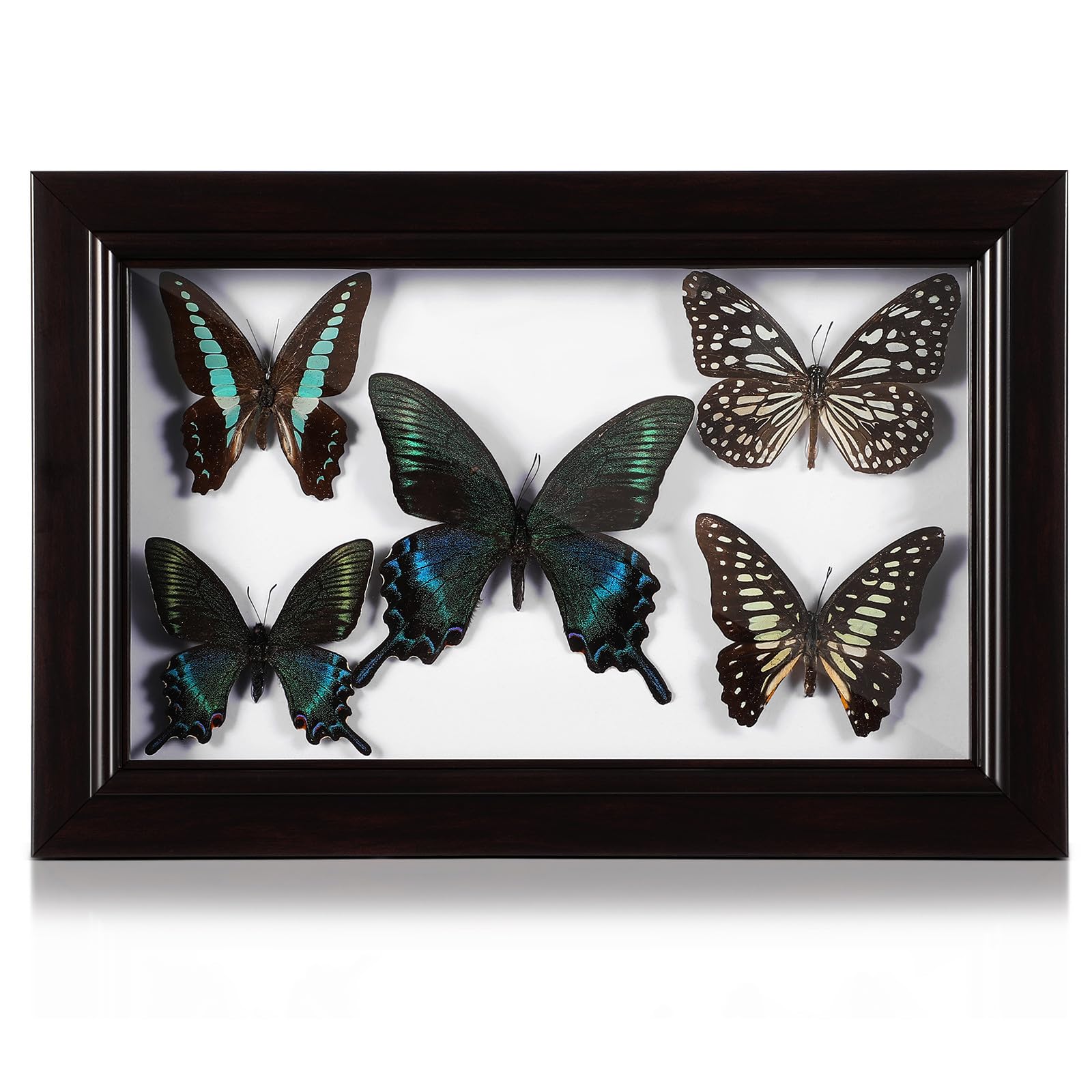 Marco de Exhibición de Mariposas Disecadas de Madera para Pared
