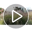 Miscanthus Sinensis 'Silberspinne' – Chinaschilf Als Winterharte Staude Im Topf, Hitze- & Trockenresistent