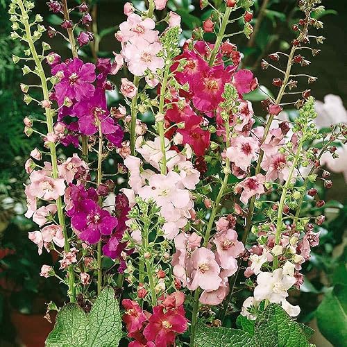 Outsidepride Perenne Verbascum Mullein Garden Cut Flower Seed Mix - 10000 Semillas