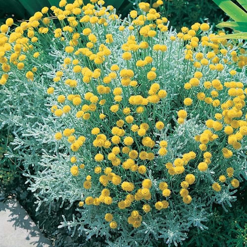 Outsidepride Perennial Santolina Tomentosa Lavender Cotton