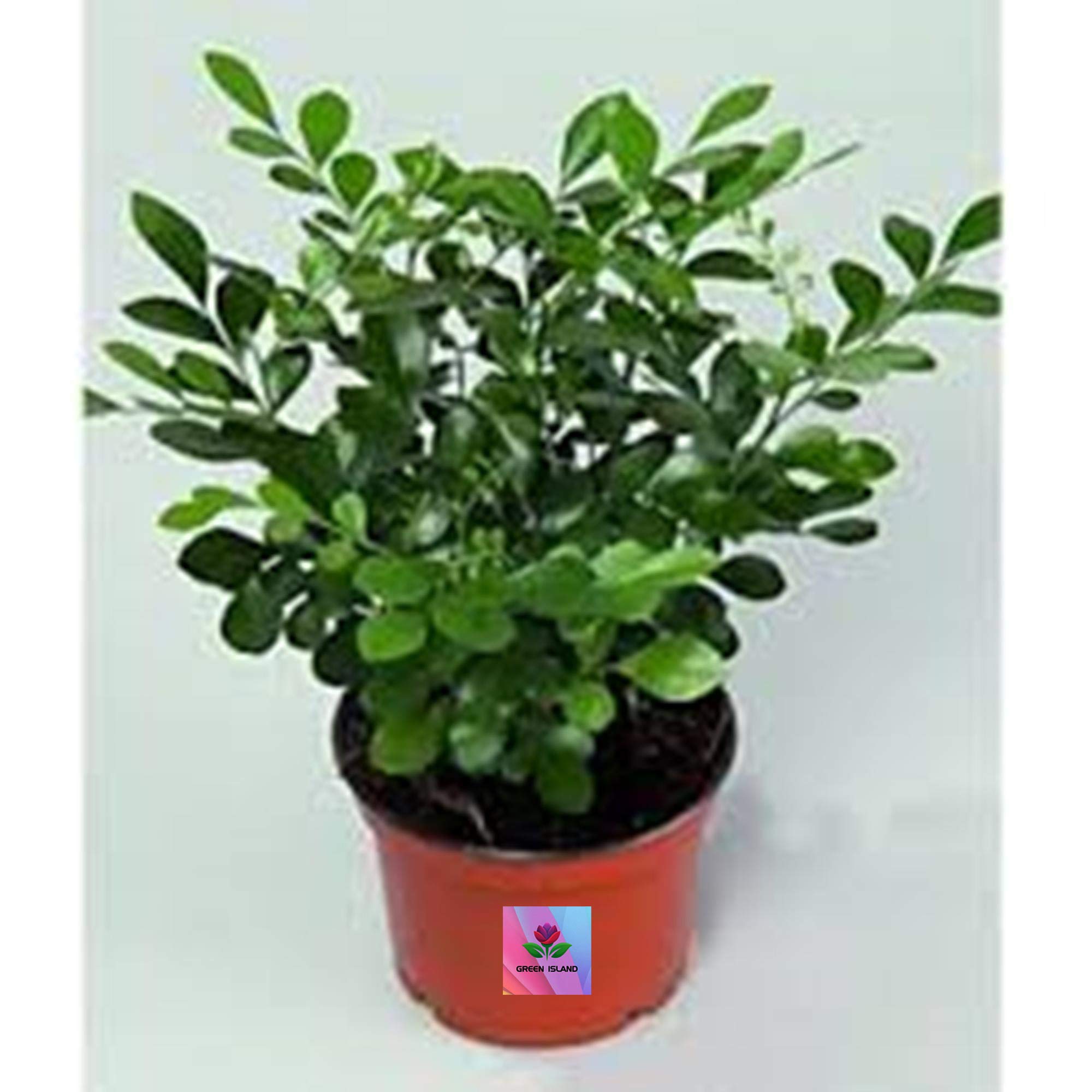 GREEN ISLAND Madhu Table Stand Kamini (Hybrid) Flower Plant In Beautiful Pot (Free 50 gm fertilizers) (B08QVH73MN) Amazon Price History, Amazon Price Tracker