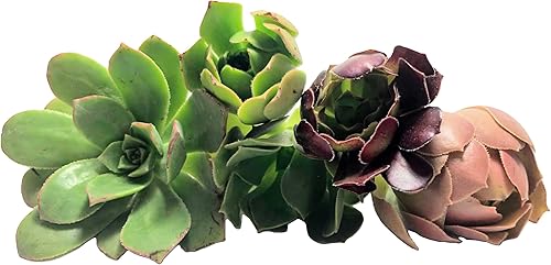 Blissful - 5 cortes de eonio surtidos de entre 2 a 6 pulgadas de diámetro, fácil crecimiento, regalos de bodafiestaregalo, no repetido, único