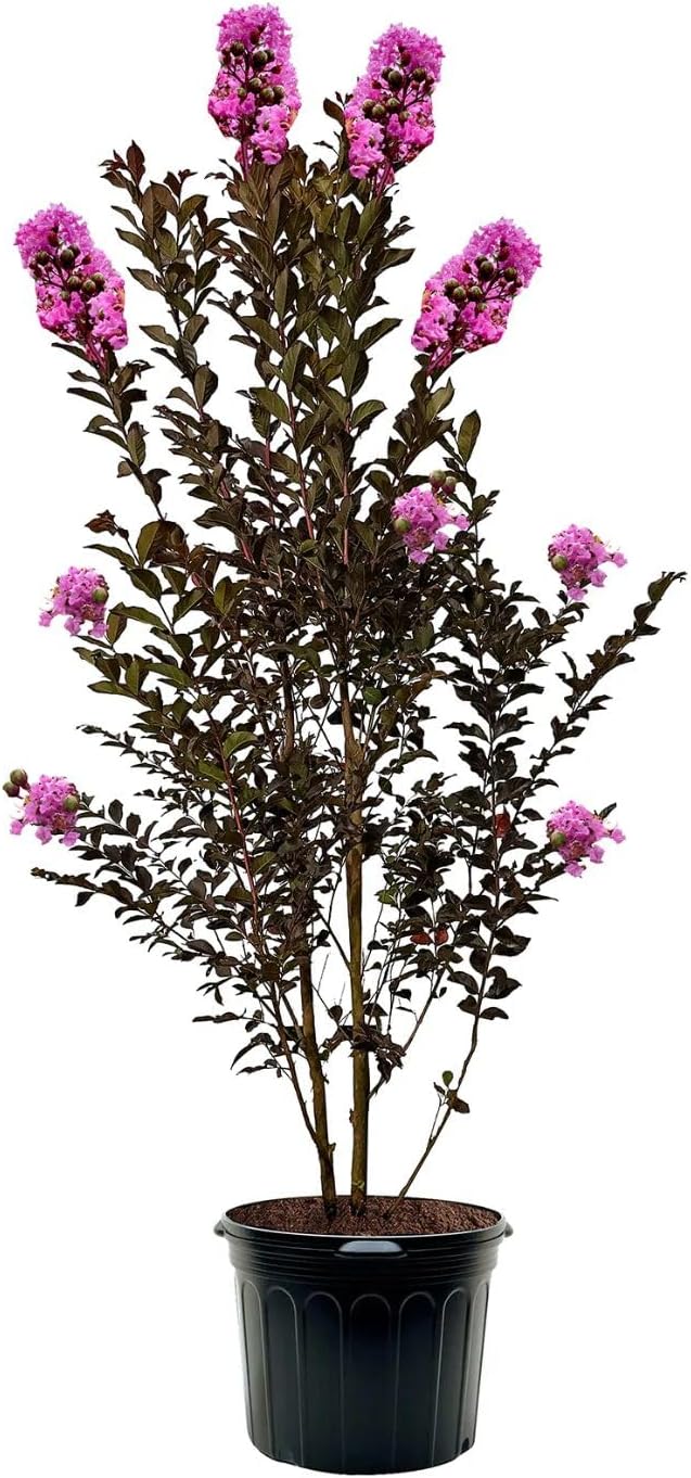 Thunderstruck Lavender Skies Crape Myrtle Live Tree, 1 gal. Nursery Pot, 12-18 in Tree Height (Due to Agricultural Laws, we Cannot Ship to CA, AZ, AK, or HI)