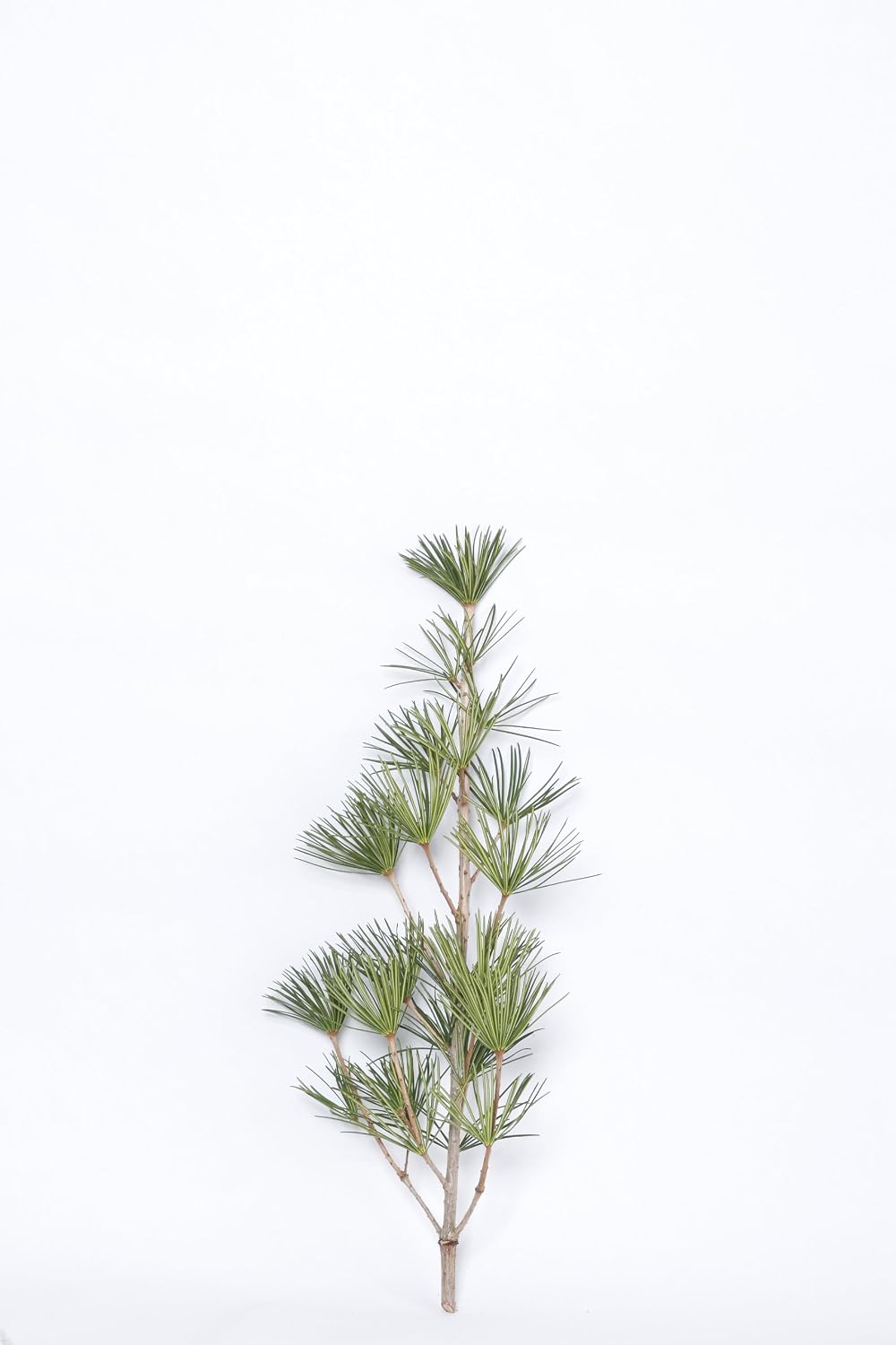 高野槙 コウヤマキ の 芯 80cm