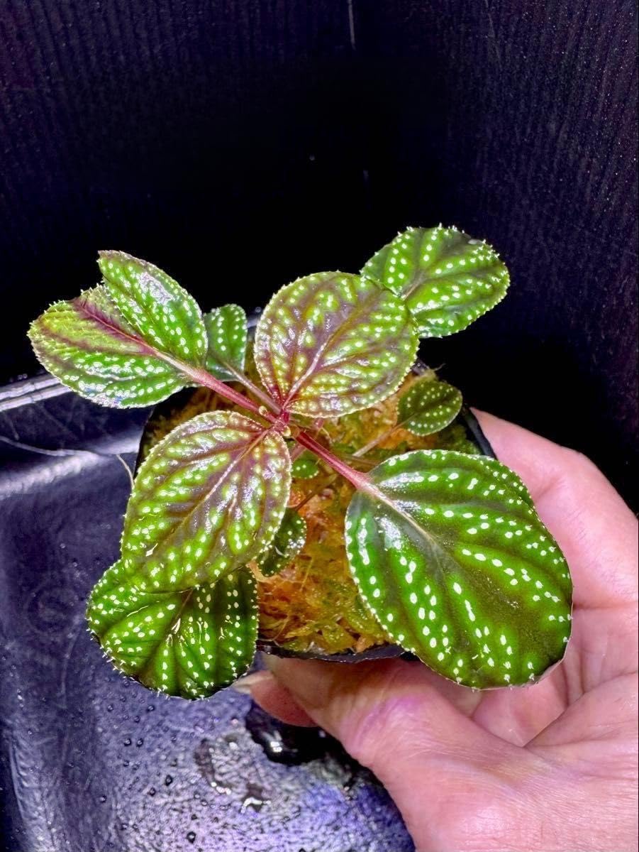 専用！希少！Melastoma sp.Ranau WWR便❣️メラストマ　ソネリラ 専用！希少！Melastoma sp.Ranau WWR便❣️メラストマ ソネリラ