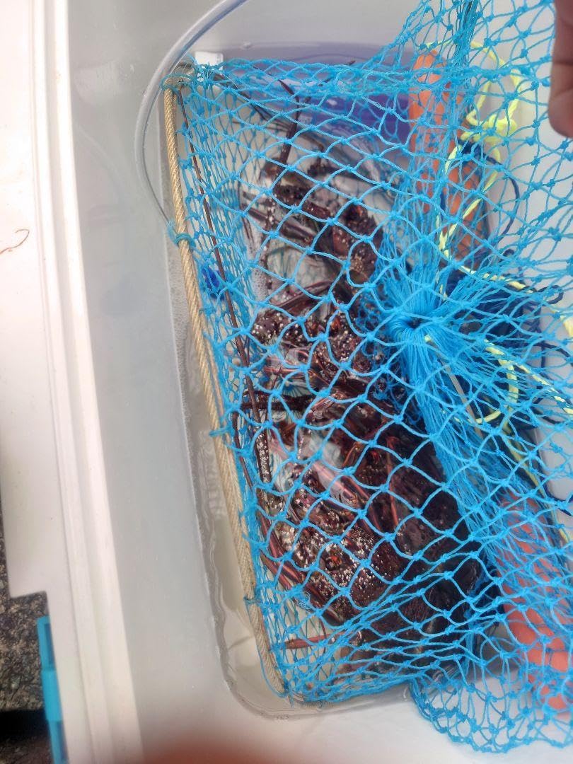 イセエビ仕掛20セット 伊勢尼7号切れにくいカーボン4号