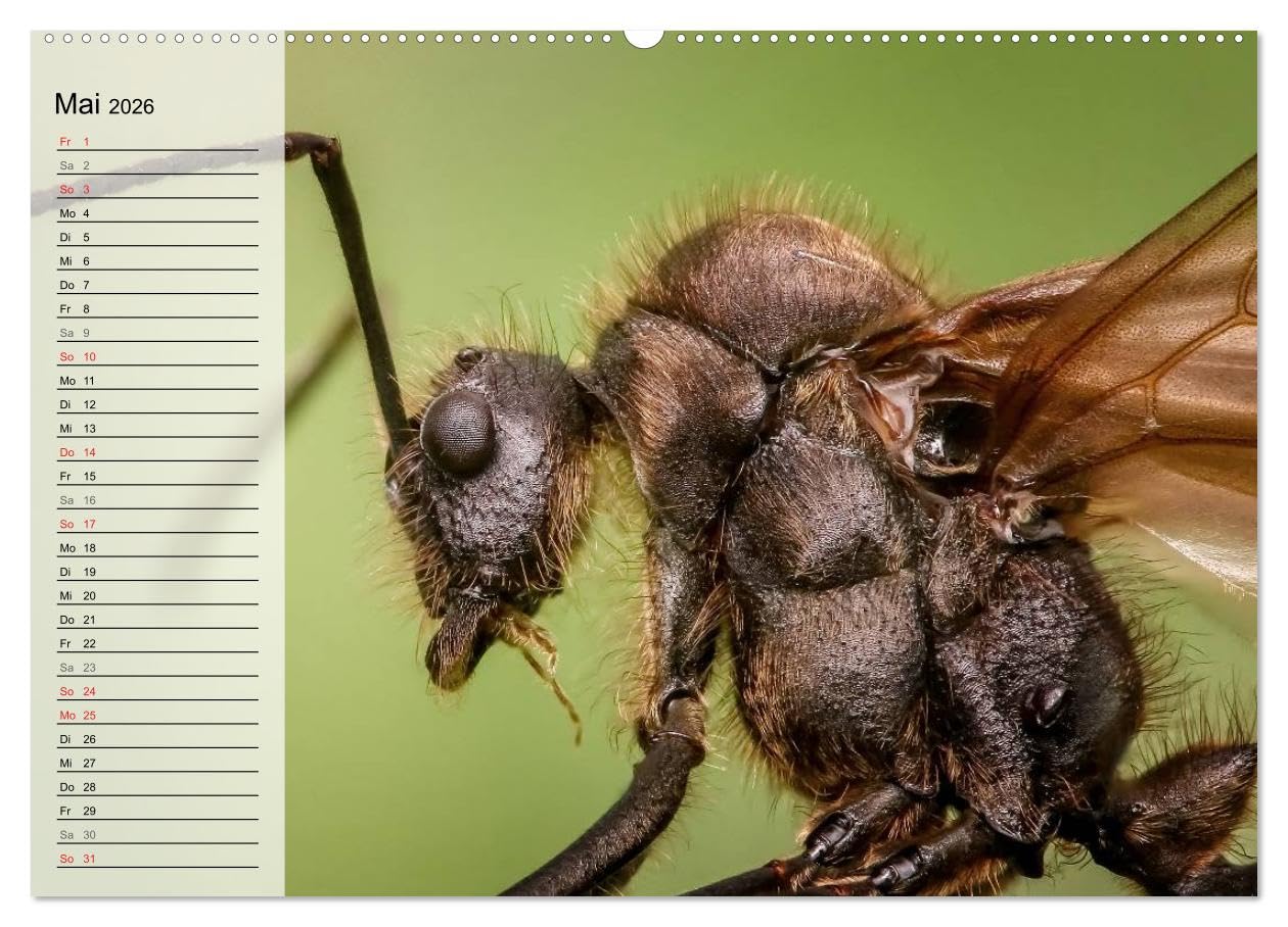 Die geheimnisvolle Welt der Insekten (hochwertiger Premium Wandkalender 2026 DIN A2 quer), Kunstdruck in Hochglanz: Faszinierende Nahaufnahmen von verschiedenen Insekten (CALVENDO Tiere)