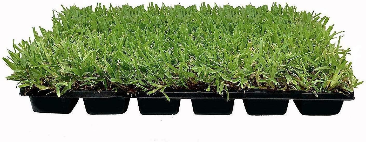18 St. Augustine 'Palmetto' 3 Inch Sod Plugs - Drought, Salt & Shade Tolerant Grass