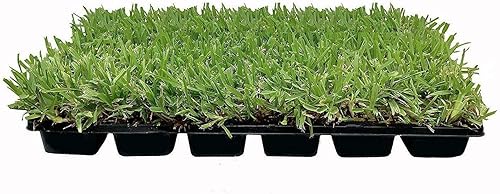 18 St. Augustine 'Palmetto' - Tapones de césped de 3 pulgadas, césped tolerante a la sequía, la sal y la sombra