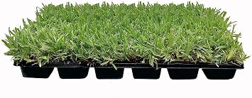 18 St. Augustine Palmetto 3 Inch Sod Plugs - Drought, Salt & Shade Tolerant Grass
