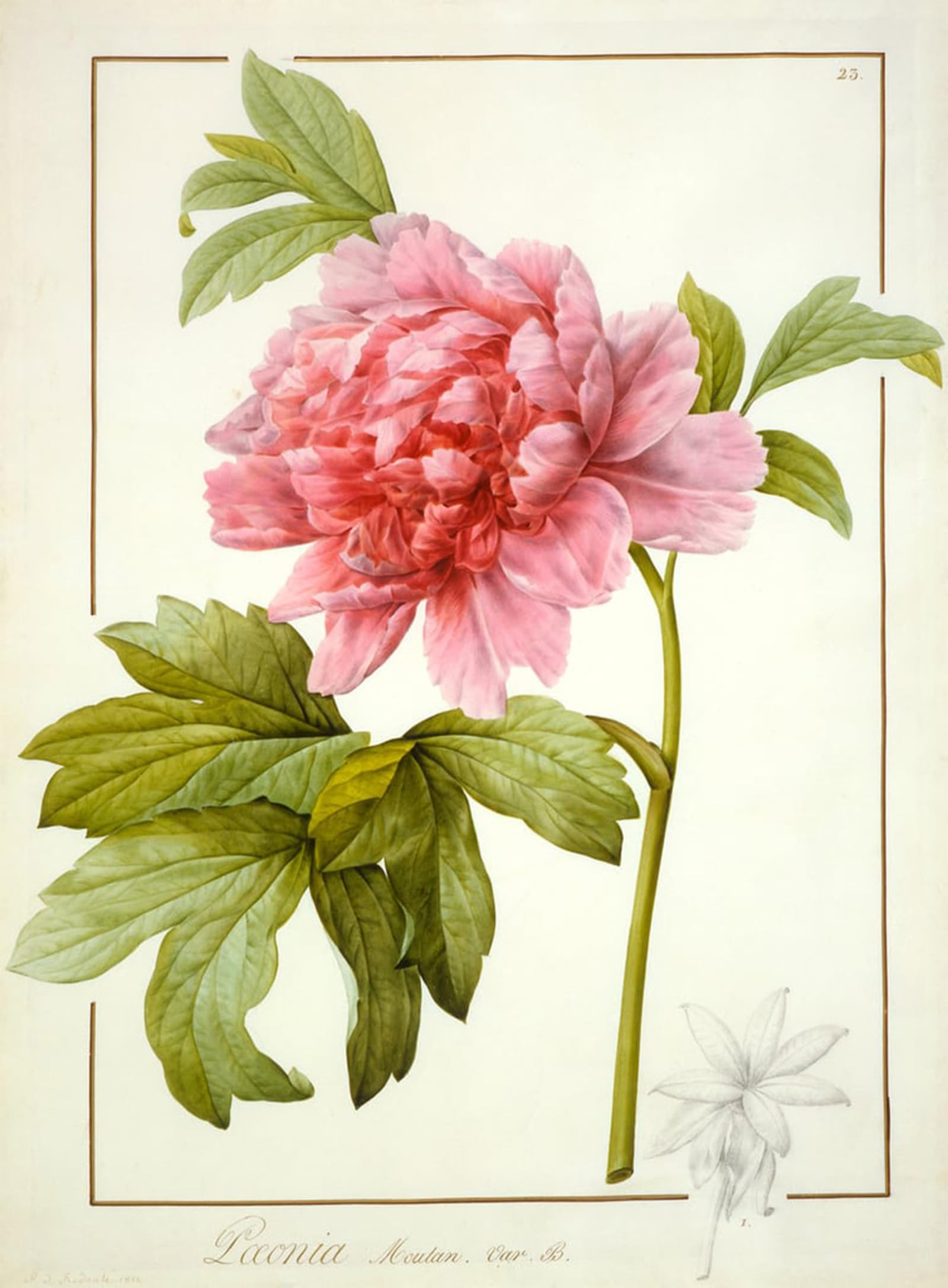ARTXLXXBN Famous Painting Art Wall Decor Abstract Art Picture Paeonia Suffruticosa by Pierre Redouté Animal Pictures for Home Decor 60x90cm