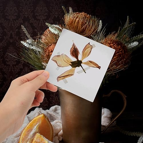 Miniatura 4 de EXCEART Kit de prensa de flores de 4 piezas kit profesional de cartón seco de hojas de flores y plantas para prensado de frutas para preservación de