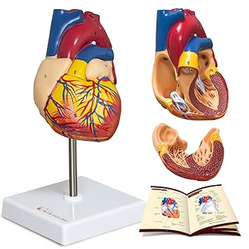MediEduCorp Heart Model, 2-Part Deluxe Life-Size Human Heart Model Anatomy with 34 Anatomical Structures, Anatomical Heart Held Together with Magnets on Base