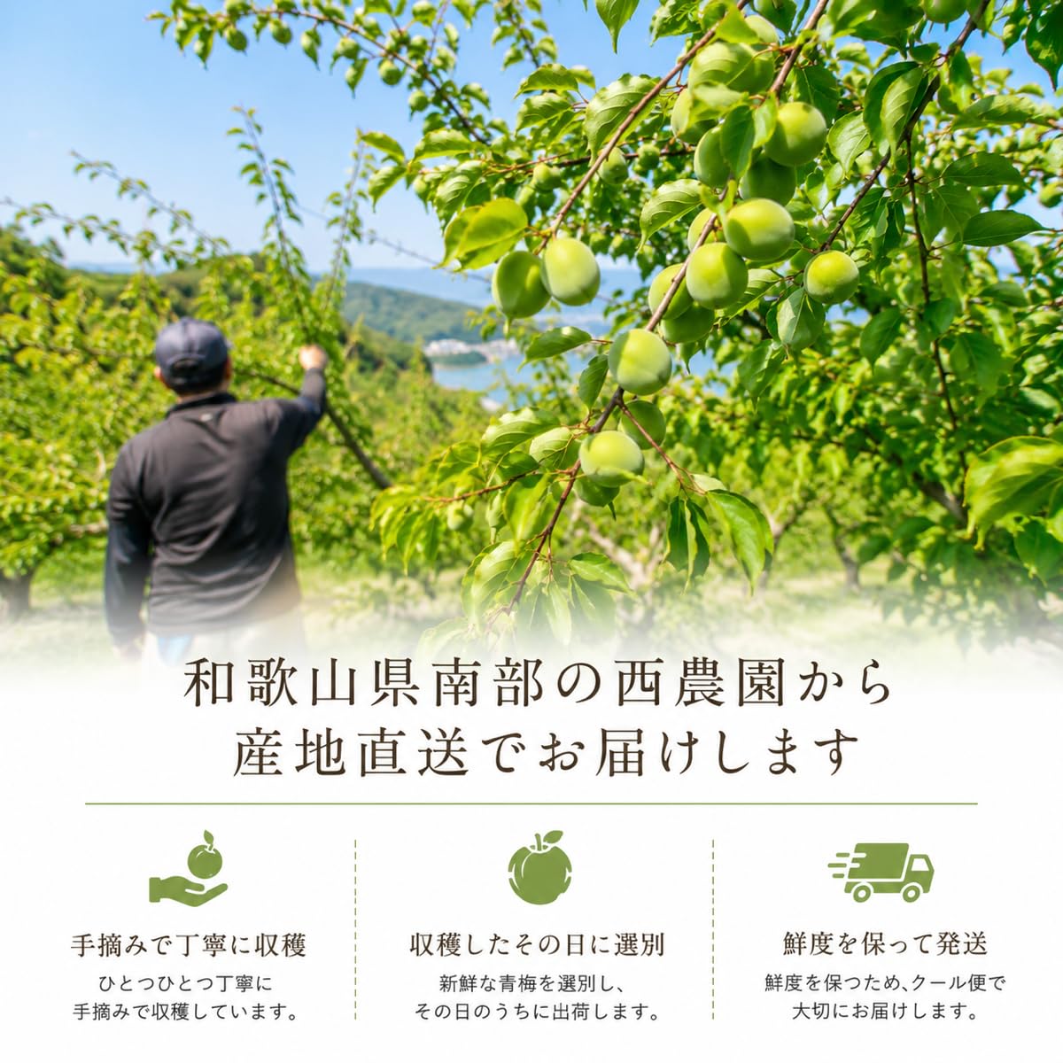 Amazon | [西農園] 和歌山県産 紀州南高梅 青梅 梅干し 梅 2kg L〜4L