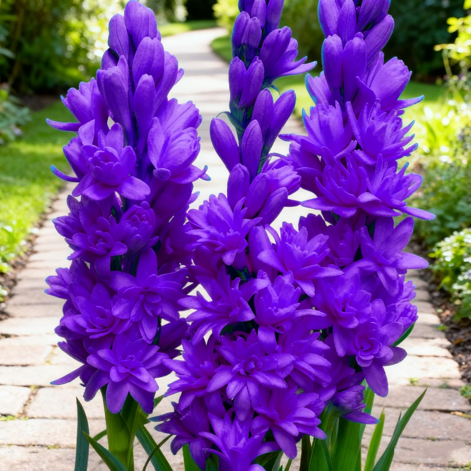 Striking Tuberose Bulbs Mix for Planting Now UK/Potted Viewing,Excellent Display,Strong Plants that Grow Well/Elegant,Perfect for Borders,Perennial Tuberose Rhizomes-3 Bulbs-J