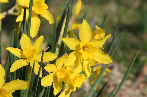 Miniatura 8 de Mantequilla y huevos de narciso10 bulbos de narciso frescos saludables que producen flores amarillas dobles tradicionales en marzo por The Southern