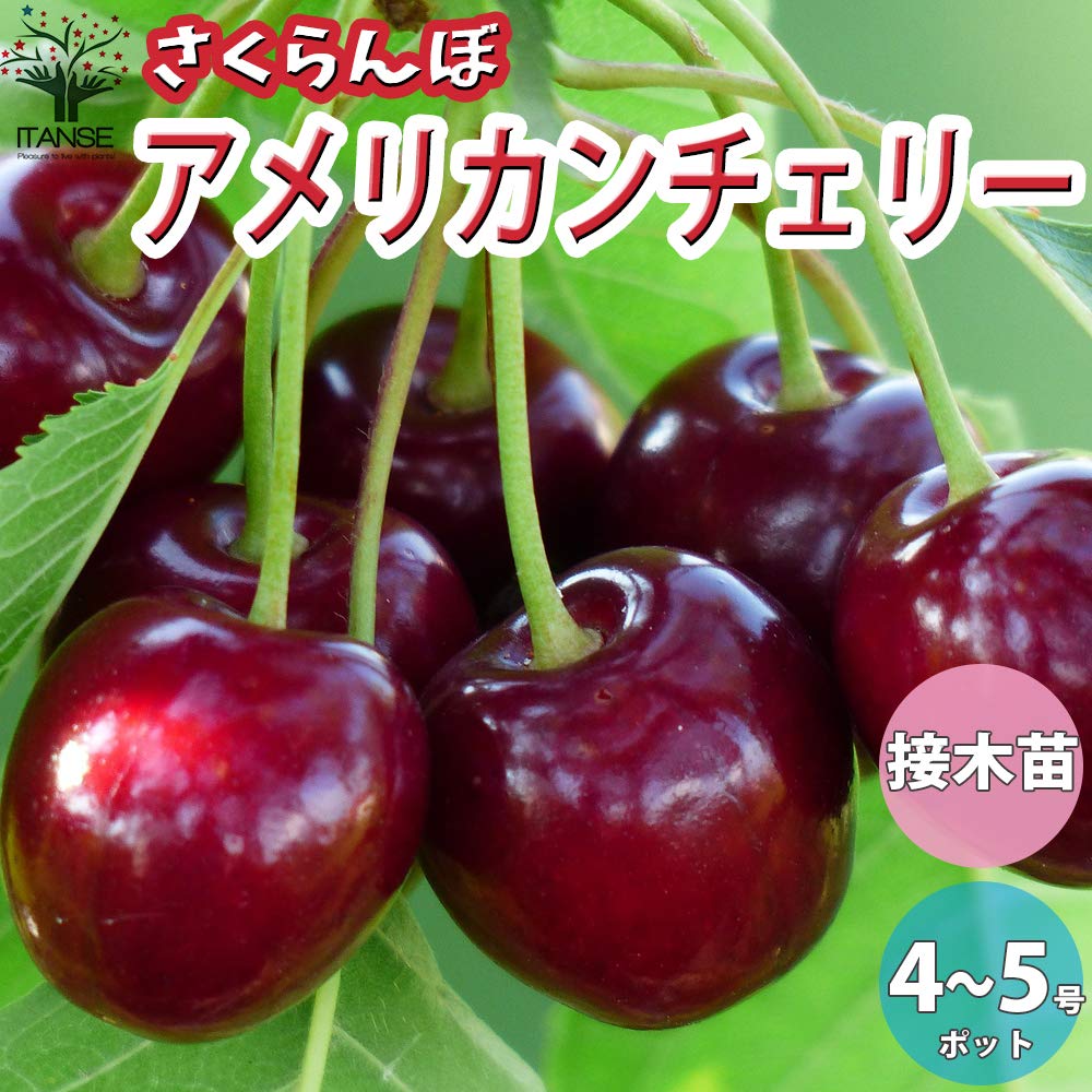 Amazon.co.jp: ITANSE さくらんぼの苗木 品種 アメリカン