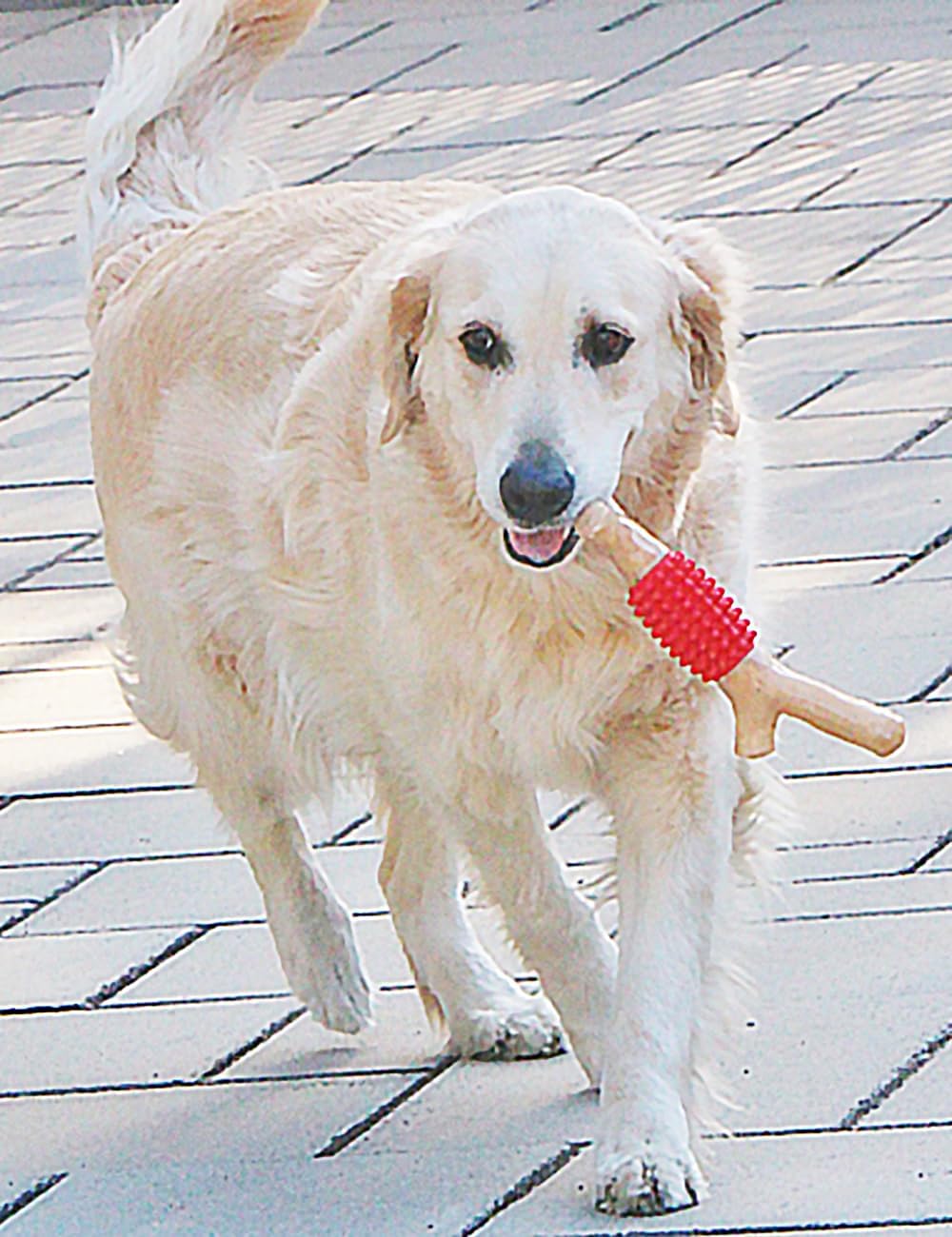 SCHITEC Dog Chew Toy for Aggressive Chewers, Tough Big Nylon & Rubber Teething Stick with Real Bacon Flavor for Large Medium Breed