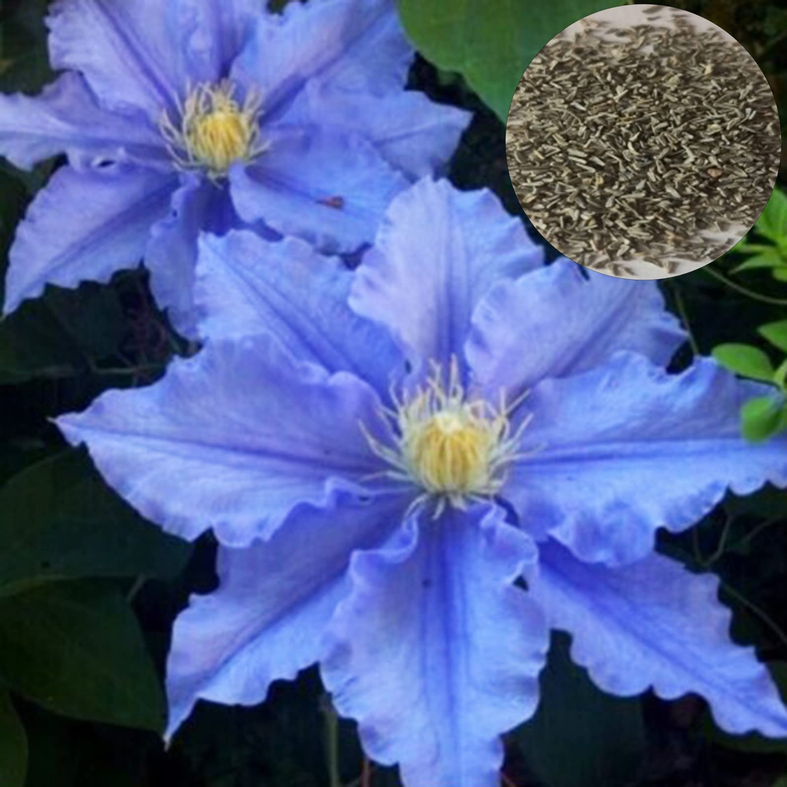 Clematis Seeds 25 Pcs Plant Seeds High Viability Rate Bright Blue Clematis  Bonsai Pot Seeds Yard Supplies Seeds : Amazon.de: Garden