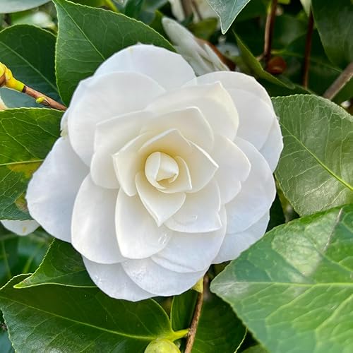 Carbeth Plants White Camellia Japonica Plant in 3L Pot -