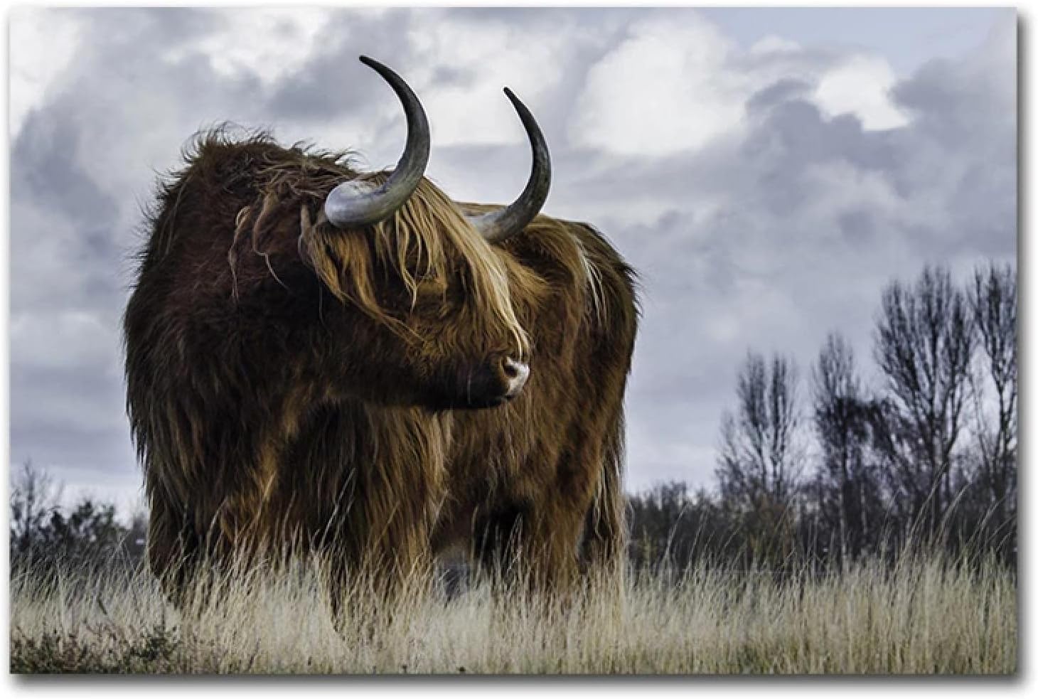 ラシレスの雄牛