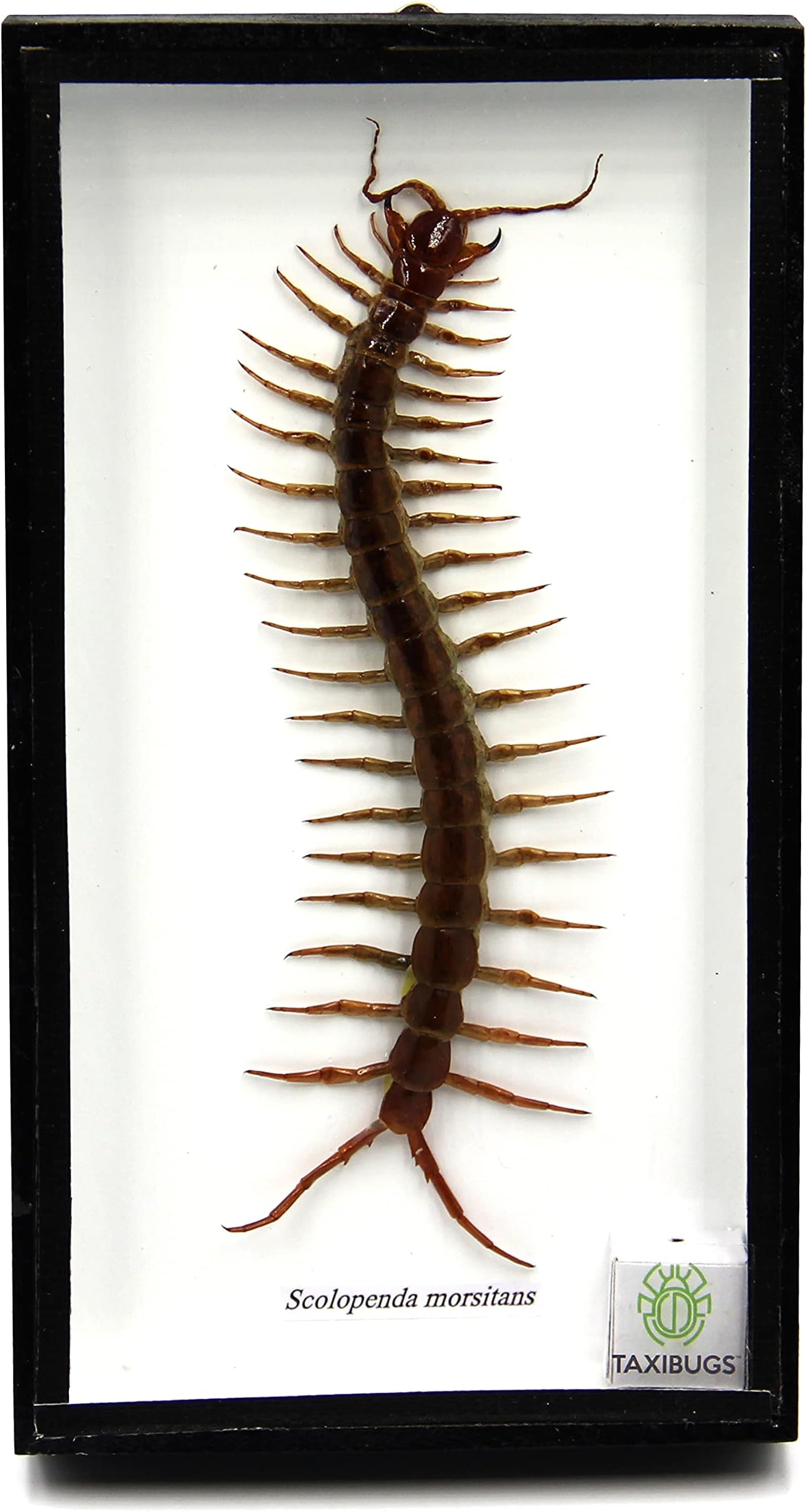 Real Centipede Millipede Scolopendra MORSITANS Taxidermy Insect in 3D Wooden Frame (White Background, Black Wooden Box)