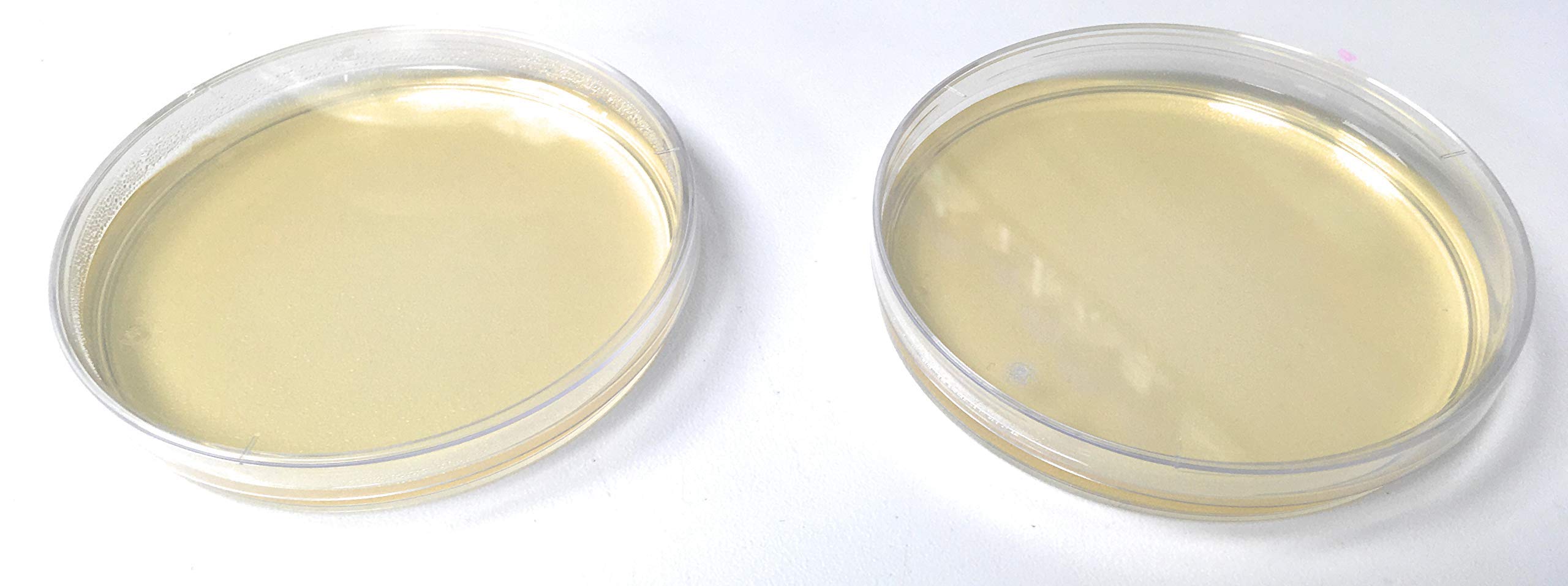 PLACAS AGAR SABOURAUD CLORANFENICOL PARA HONGOS Y SETAS - 20 PLACAS PETRI CON AGAR - MEDIO CULTIVO MICROBIOLOGICO