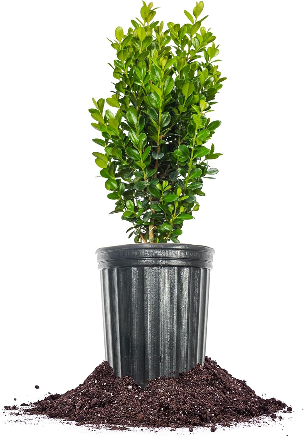 Perfect Plants Sprinter Boxwood 1 Gallon | Live Shrub for Landscaping | Evergreen, Low Maintenance, & Perfect for Hedges