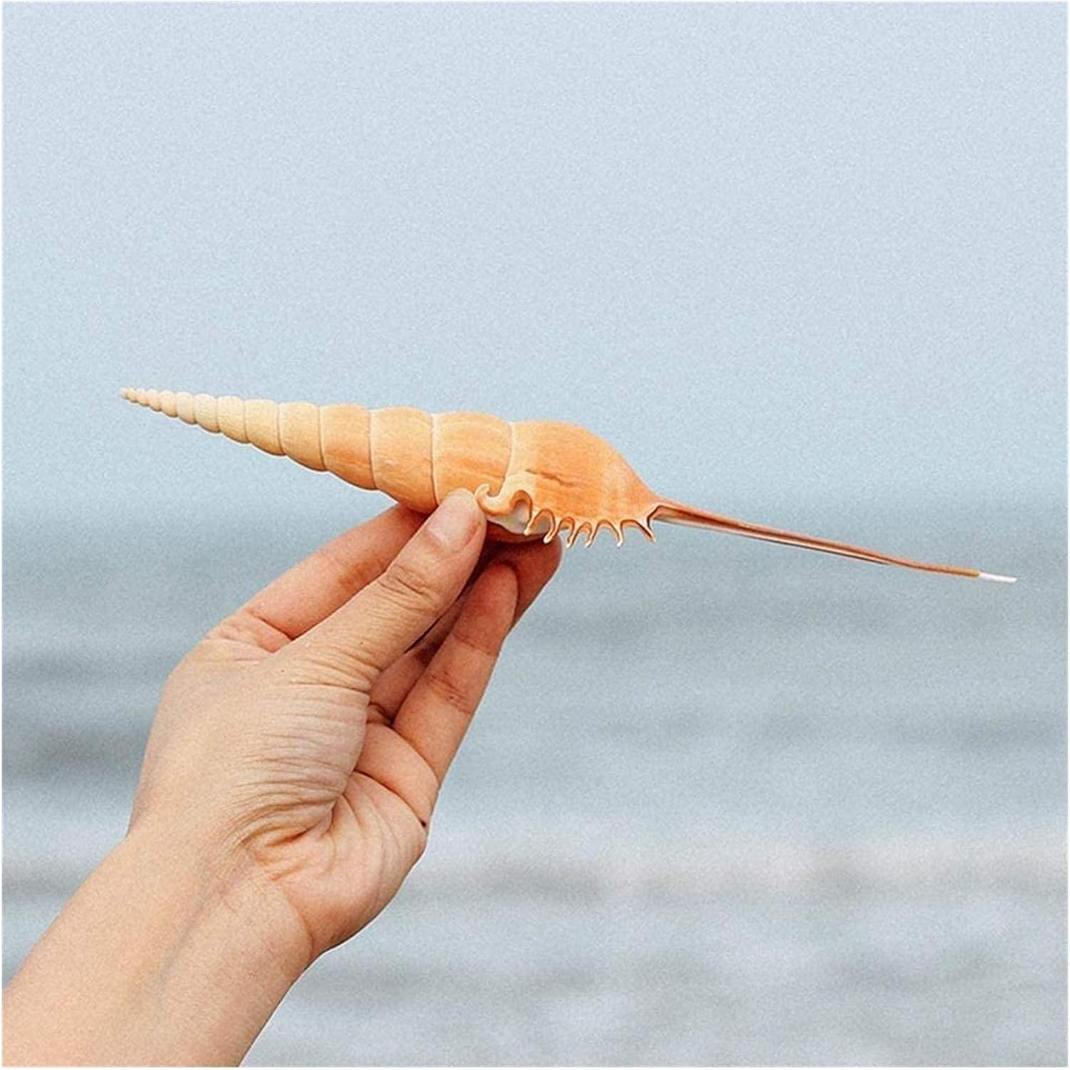 Bamboo Shoots Conch Shell Funny Natural Sea Snail Home Ornaments Fish Tank Decor sea Shells for Decoration