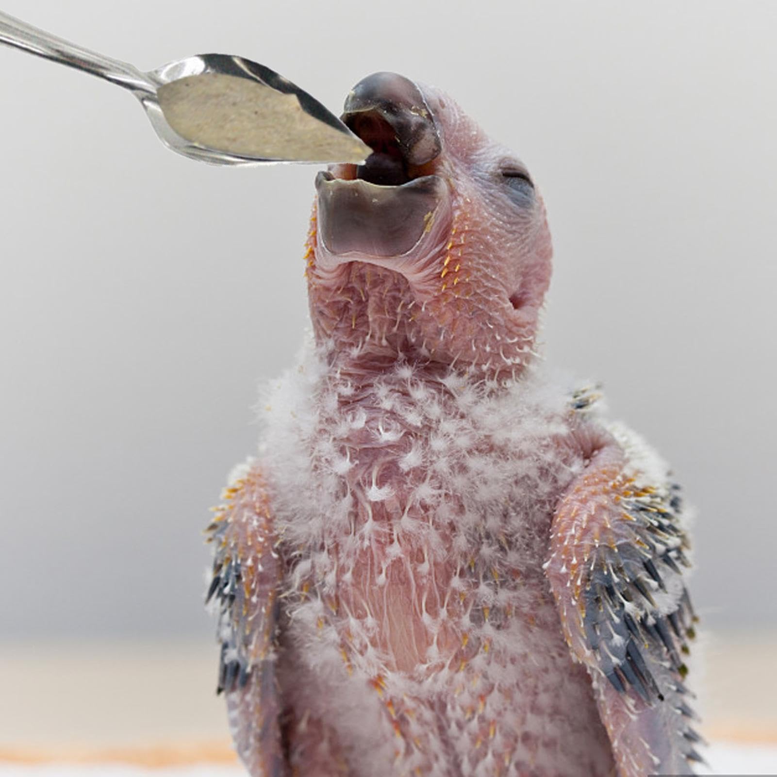 Amazon.co.jp: 鳥の餌箱, 10 個の金属鳥ミルクスプーン手送りスプーン