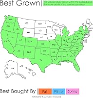 Vista 2 de Loblolly Pine Tree Semillas Premium Pinus taeda Plants' (Premium Seeds, 1000)